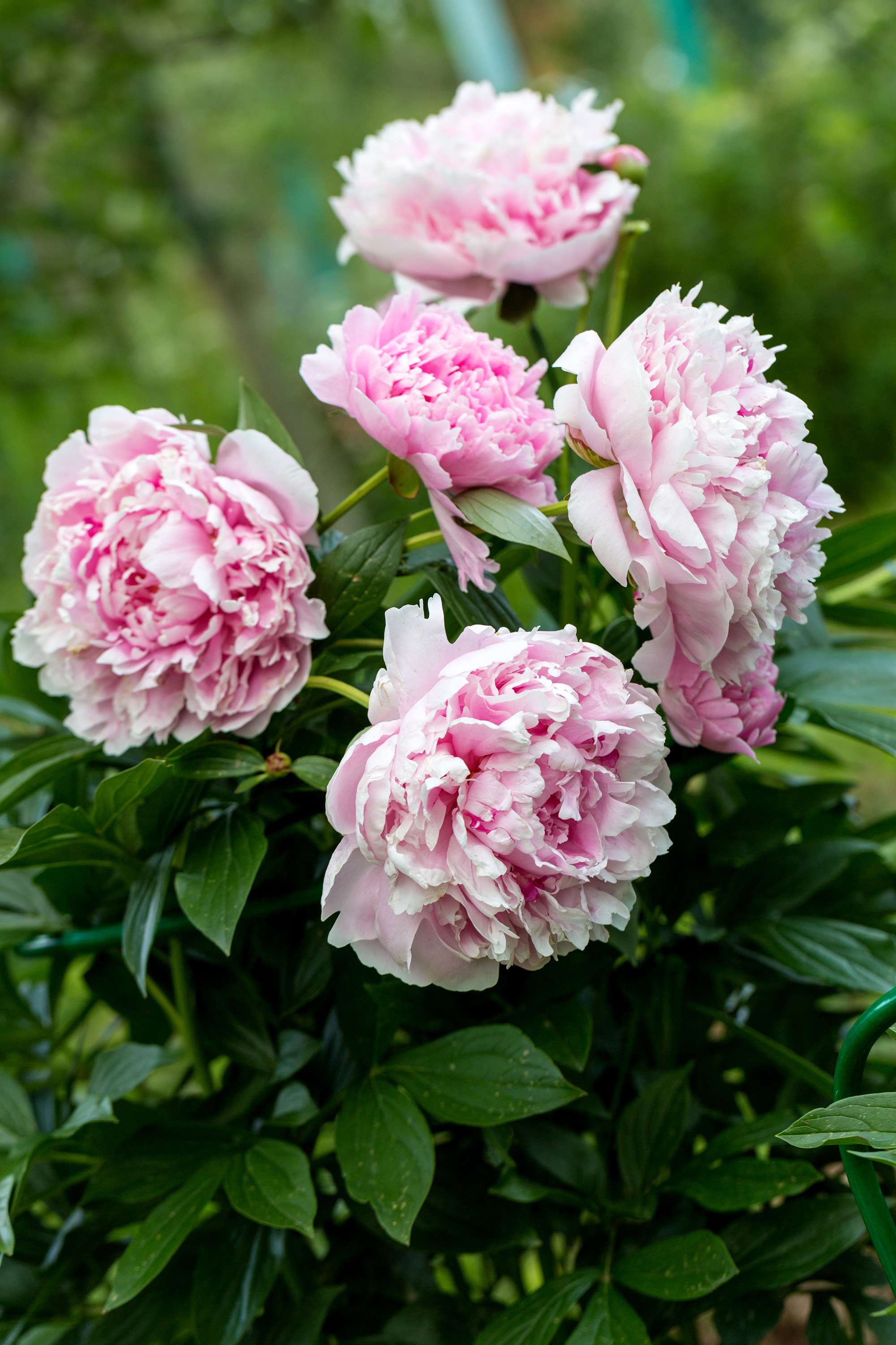 Pfingstrose 'Sarah Bernhardt'
